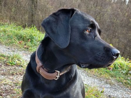 Hundetraining Freising